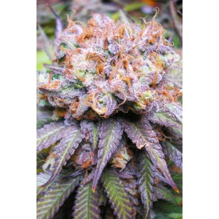 Querkle
